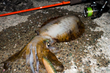 久々の西湘エギングでアオリイカを狙う