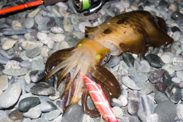 西湘サーフ ランガンエギング