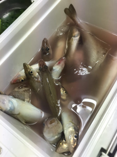 散々なシロギス釣り